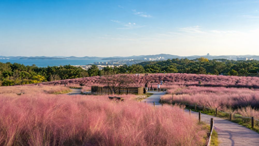烟台植物园拍粉黛去哪出色？市区四处花海这样选