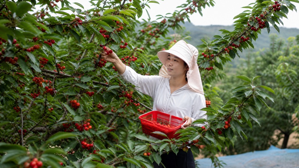 采摘篮中的红灯与黄蜜