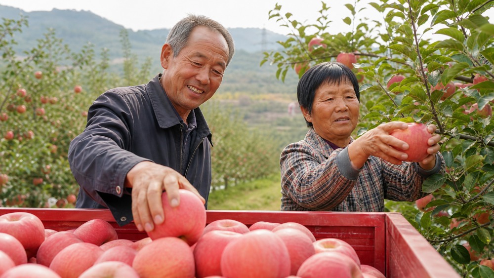 果农张业涛的昆嵛山脚果园