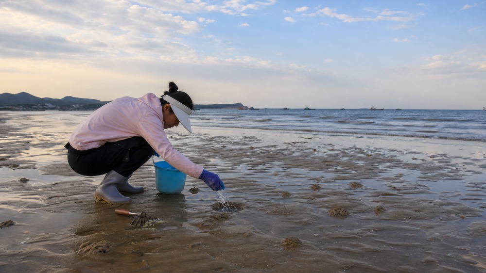 家长带孩子在幸福湾海岸赶海